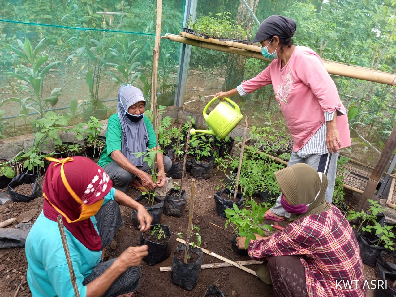 KWT Asri Anjir Menanam Tomat